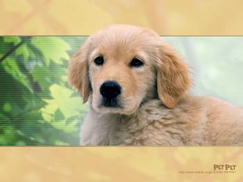 �Ҹ�����