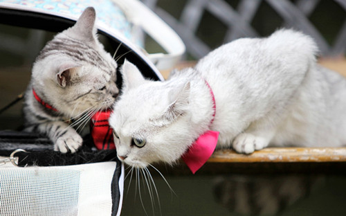 �ɰ���Сè֮��Ҳ����